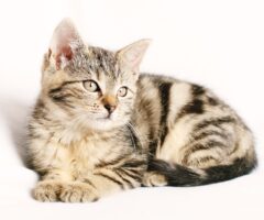 Feliway Pheromone: Optimale Haustierentspannung