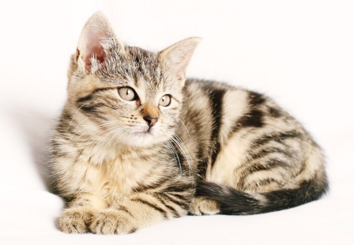 Feliway Pheromone: Optimale Haustierentspannung