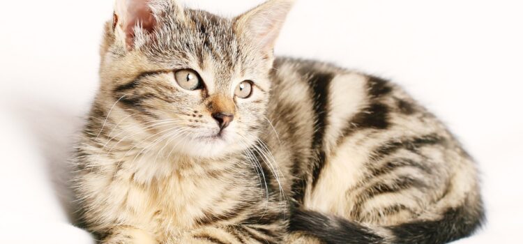 Feliway Pheromone: Optimale Haustierentspannung