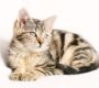 Feliway Pheromone: Optimale Haustierentspannung